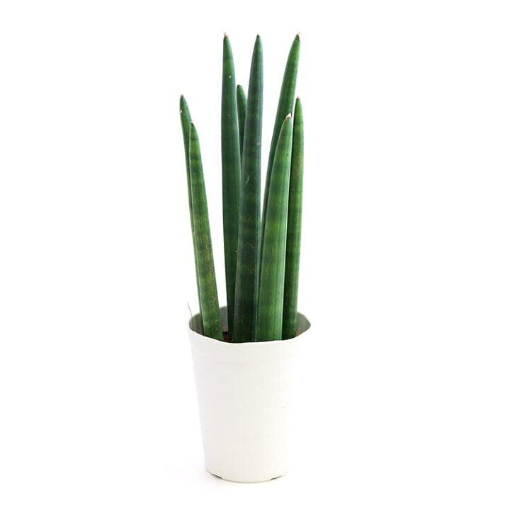 楽天市場 サンスベリア スタッキー 4号 4寸 38cm Sansevieria Stuckyi 観葉植物 サンセベリア トラノオ 虎の尾 チトセラン 千歳蘭 空気清浄 マイナスイオン 風水 育てやすい 育て方ガイド付き Hanatsumugi Green 楽天市場 サンスベリア スタッキー 4号 4寸 38cm Sansevieria Stuckyi 観葉植物 サンセベリア トラノオ 虎の尾 チトセラン 千歳蘭 空気清浄 マイナスイオン 風水 育てやすい 育て方ガイド付き Hanatsumugi Green