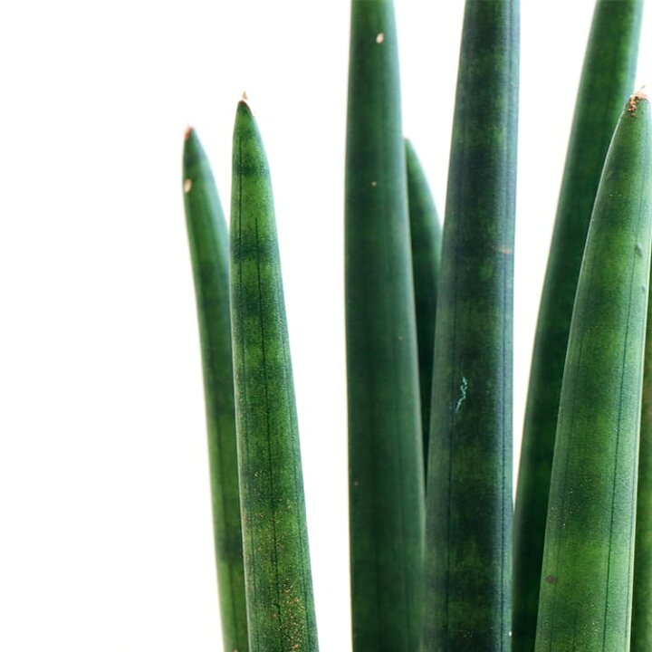 楽天市場 サンスベリア スタッキー 4号 4寸 38cm Sansevieria Stuckyi 観葉植物 サンセベリア トラノオ 虎の尾 チトセラン 千歳蘭 空気清浄 マイナスイオン 風水 育てやすい 育て方ガイド付き Hanatsumugi Green 楽天市場 サンスベリア スタッキー 4号 4寸 38cm Sansevieria Stuckyi 観葉植物 サンセベリア トラノオ 虎の尾 チトセラン 千歳蘭 空気清浄 マイナスイオン 風水 育てやすい 育て方ガイド付き Hanatsumugi Green