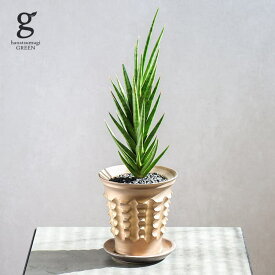 【1点もの】サンスベリア フランシシー 植木鉢セット 4.5号 46cm sansevieria francisii 観葉植物 サンセベリア ローメンテ マイナスイオン 空気清浄効果 縞模様 初心者 植木鉢付 鉢植え 現物 1点もの 写真と同じ 陶器鉢 ポット 育てやすい 育て方ガイド付き 送料無料