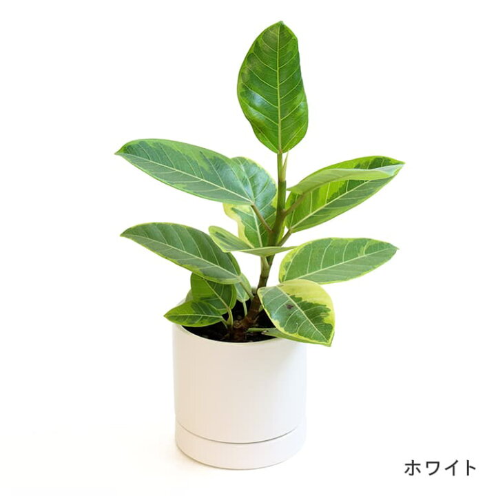 楽天市場 フィカス アルテシマ 4号 35cm アルテシーマ アルティシマ Ficus Altissima ゴムの木 植木鉢付 植木鉢セット 陶器鉢 観葉植物 育てやすい 育て方ガイド付き 送料無料 Hanatsumugi Green