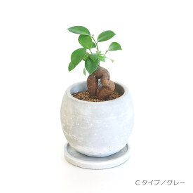 コダマ付きガジュマル 選べる植木鉢セット 3.5号 20～25cm Ficus microcarpa 観葉植物 ガジュマルの木 気根 キジムナー 精霊の宿る気 幸せを呼ぶ木 多幸の木 ミニサイズ ミニ 可愛い 植木鉢 鉢植え セメント鉢 フィギュア付き 育てやすい 育て方ガイド付き