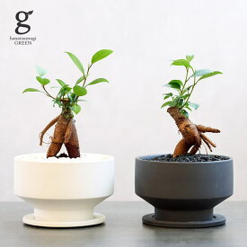 ガジュマル 植木鉢セット 4号 ficus microcarpa 観葉植物 ガジュマルの木 気根 キジムナー 幸せを呼ぶ木 多幸の木 絞め殺しの木 ベンガルボダイジュ ミニサイズ ミニ 可愛い 植木鉢 鉢植え 植替え ポット セット 陶器 育てやすい 育て方ガイド付き 送料無料