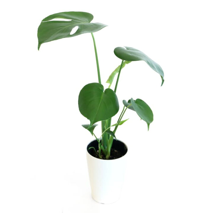 モンステラ 3.5号 50cm monstera 観葉植物 モンステラ 育てやすい 育て方ガイド付き hanatsumugi GREEN レモンケーキ様向け ポトスエンジョイ 斑入り 6号鉢