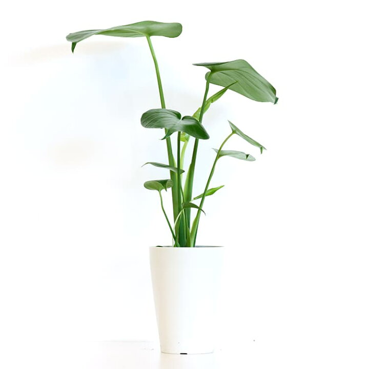 モンステラ 3.5号 50cm monstera 観葉植物 モンステラ 育てやすい 育て方ガイド付き hanatsumugi GREEN レモンケーキ様向け ポトスエンジョイ 斑入り 6号鉢