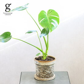 モンステラ 選べる植木鉢セット 6号 58cm monstera 観葉植物 モンステラ 植木鉢付 鉢セット 鉢植え オシャレ 人気 育てやすい 育て方ガイド付き 送料無料