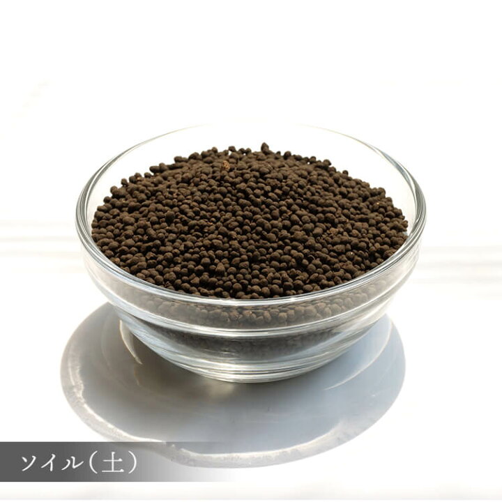 楽天市場 コケリウムキット S コケリウムセット 苔 コケ テラリウム フィットニア 作り方付き プレゼント ギフト ホワイトデー Hanatsumugi Green