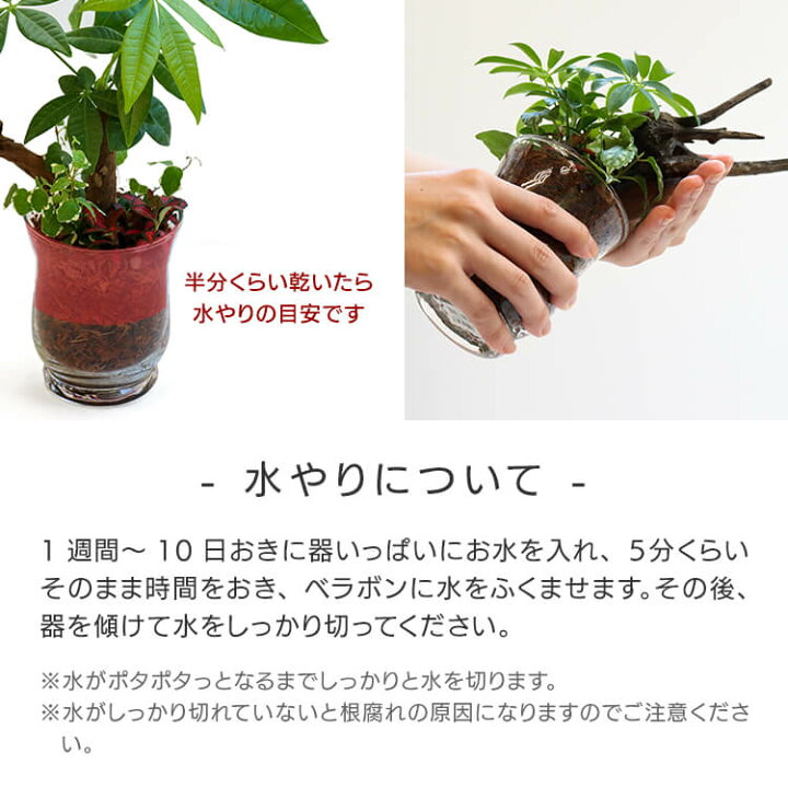 楽天市場 はなつむぎオリジナル寄せ植え Hanatsumugi Pot Garden 3号 3寸 25cm おまかせ 観葉植物 セット 初心者 流木 ガラス ベラボン 育てやすい 育て方ガイド付き 送料無料 Hanatsumugi Green