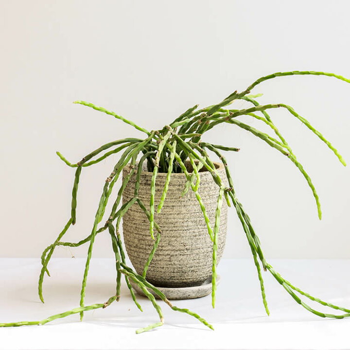 楽天市場 1点もの リプサリス パラドクサ 4号 4寸 27cm Rhipsalis Paradoxa 植木鉢付 植木鉢セット 現物 観葉植物 多肉植物 サボテン 森林サボテン セメント 鉢 ポット 育てやすい 育て方ガイド付き 送料無料 Hanatsumugi Green 楽天市場 1点もの リプサリス パラドクサ 4号 4寸 27cm Rhipsalis Paradoxa 植木鉢付 植木鉢セット 現物 観葉植物 多肉植物 サボテン 森林サボテン セメント 鉢 ポット 育てやすい 育て方ガイド付き 送料無料 Hanatsumugi Green
