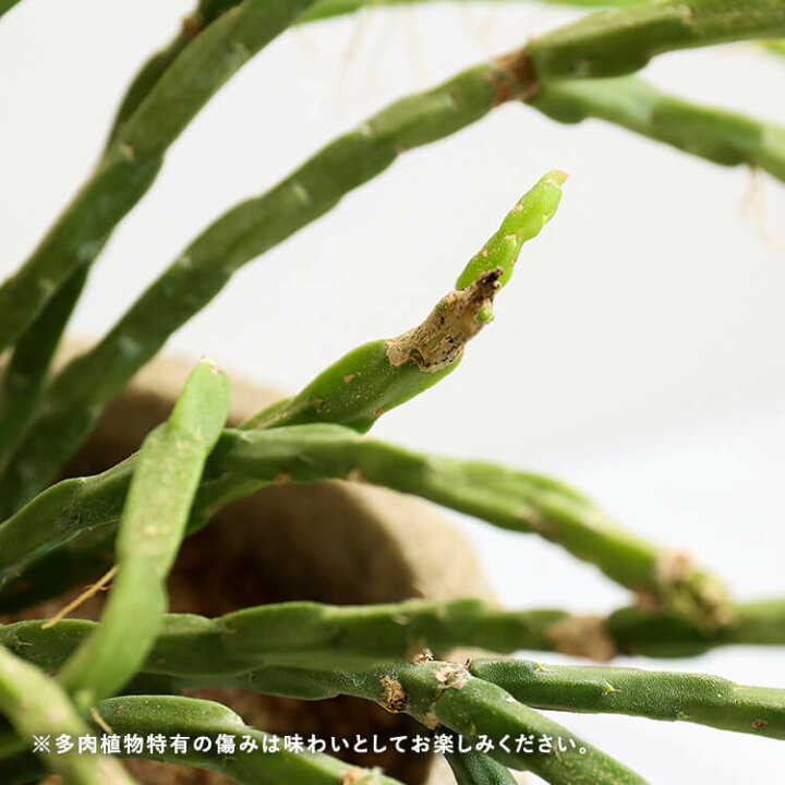 楽天市場 1点もの リプサリス パラドクサ 4号 4寸 27cm Rhipsalis Paradoxa 植木鉢付 植木鉢セット 現物 観葉植物 多肉植物 サボテン 森林サボテン セメント 鉢 ポット 育てやすい 育て方ガイド付き 送料無料 Hanatsumugi Green 楽天市場 1点もの リプサリス パラドクサ 4号 4寸 27cm Rhipsalis Paradoxa 植木鉢付 植木鉢セット 現物 観葉植物 多肉植物 サボテン 森林サボテン セメント 鉢 ポット 育てやすい 育て方ガイド付き 送料無料 Hanatsumugi Green
