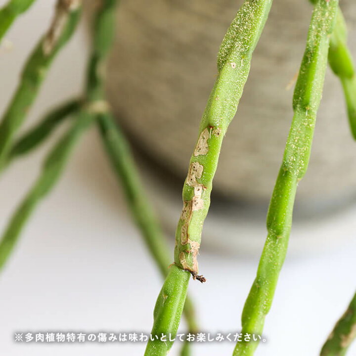 楽天市場 1点もの リプサリス パラドクサ 4号 4寸 27cm Rhipsalis Paradoxa 植木鉢付 植木鉢セット 現物 観葉植物 多肉植物 サボテン 森林サボテン セメント 鉢 ポット 育てやすい 育て方ガイド付き 送料無料 Hanatsumugi Green 楽天市場 1点もの リプサリス パラドクサ 4号 4寸 27cm Rhipsalis Paradoxa 植木鉢付 植木鉢セット 現物 観葉植物 多肉植物 サボテン 森林サボテン セメント 鉢 ポット 育てやすい 育て方ガイド付き 送料無料 Hanatsumugi Green