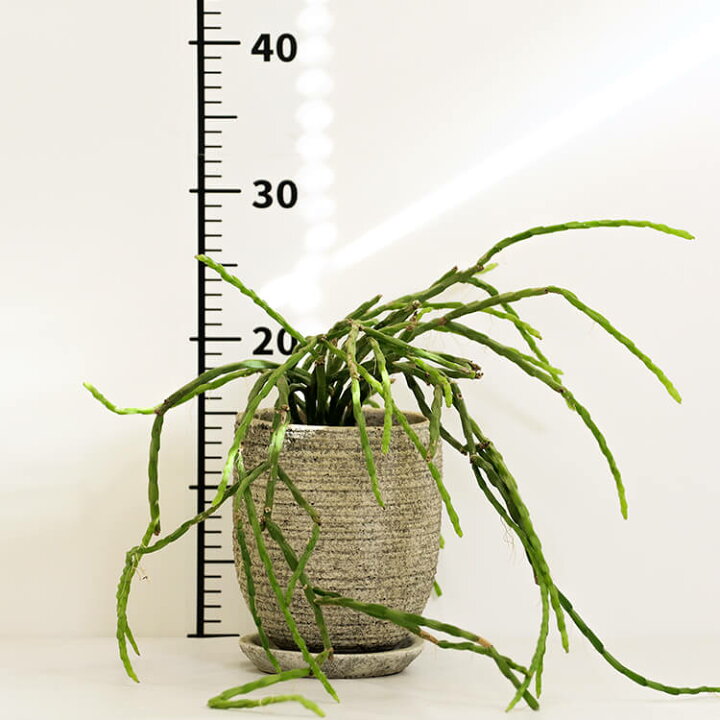楽天市場 1点もの リプサリス パラドクサ 4号 4寸 27cm Rhipsalis Paradoxa 植木鉢付 植木鉢セット 現物 観葉植物 多肉植物 サボテン 森林サボテン セメント 鉢 ポット 育てやすい 育て方ガイド付き 送料無料 Hanatsumugi Green 楽天市場 1点もの リプサリス パラドクサ 4号 4寸 27cm Rhipsalis Paradoxa 植木鉢付 植木鉢セット 現物 観葉植物 多肉植物 サボテン 森林サボテン セメント 鉢 ポット 育てやすい 育て方ガイド付き 送料無料 Hanatsumugi Green