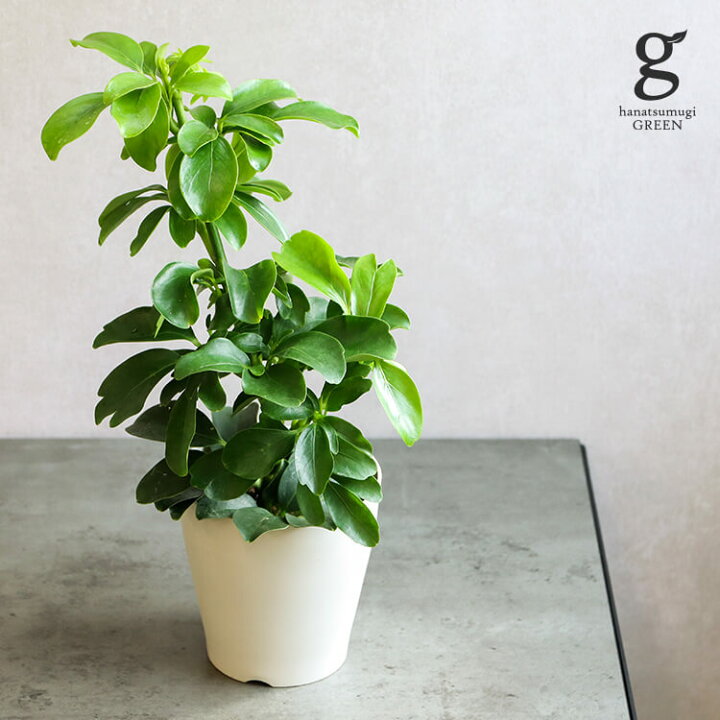 楽天市場 シェフレラ チャングリーン 3 5号 3 5寸 35cm Schefflera Arboricola 観葉植物 カポック 育てやすい 育て方ガイド付き Hanatsumugi Green 楽天市場 シェフレラ チャングリーン 3 5号 3 5寸 35cm Schefflera Arboricola 観葉植物 カポック 育てやすい 育て方ガイド付き Hanatsumugi Green