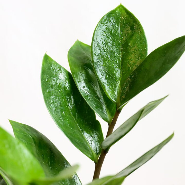 792円 2021人気No.1の ザミオクルカス ザミフォ―リア 3.5号 3.5寸 32cm zamioculcas zamiifolia zanzibar gem zzplants 観葉植物 ソテツバカイウ ザンジバルの宝石 不滅の植物 永遠の植物 耐陰性 育てやすい 育て方ガイド付き 送料無料 792円 2021人気No.1の ザミオクルカス ザミフォ―リア 3.5号 3.5寸 32cm zamioculcas zamiifolia zanzibar gem zzplants 観葉植物 ソテツバカイウ ザンジバルの宝石 不滅の植物 永遠の植物 耐陰性 育てやすい 育て方ガイド付き 送料無料