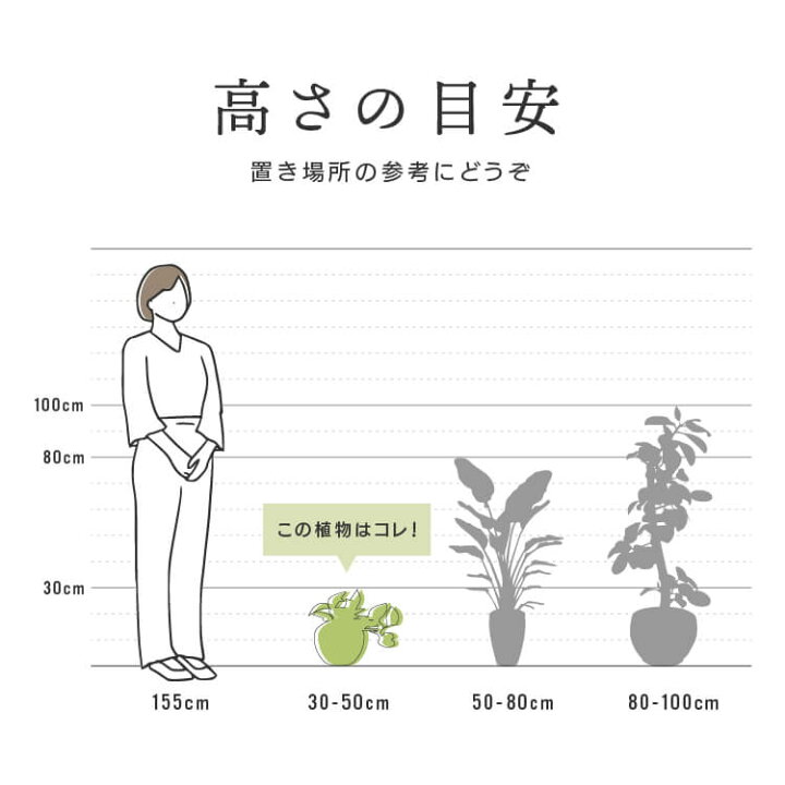 楽天市場 アスプレニウム ニダス アビス 3号 3寸 30cm Asplenium Nidus Avis 観葉植物 シダ植物 シマオオタニワタリ 育てやすい 育て方ガイド付き Hanatsumugi Green