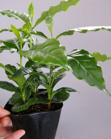 コーヒーの苗木 3株植え 苗（3.5号）観葉植物 観葉 インテリア リアルグリーン