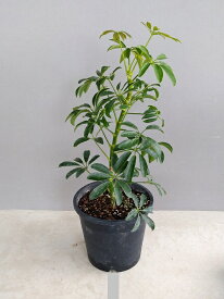 シェフレラ A.コンパクタ（5号）観葉植物
