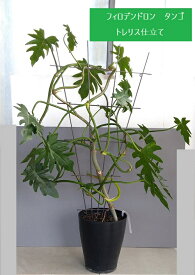 フィロデンドロン タンゴ（7号）観葉植物/唯一無二の樹形です！/現品販売/同梱不可