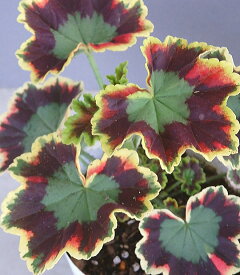 ゼラニウム 黄斑タイプ　/花色：赤（3.5号）花苗 ガーデニング葉物