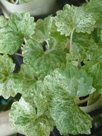 グレコマ レッドステム（2.5号）ガーデニング葉物　ガーデン葉物　寄せ植え　グランドカバー/散り斑 ライムミント /斑入りカキドオシ