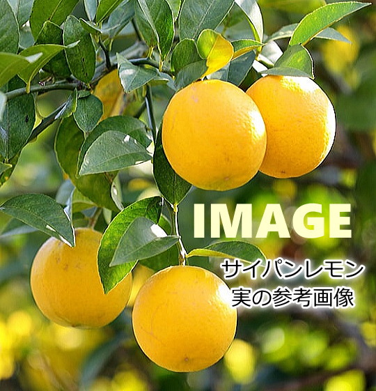 楽天市場】レモンの苗木 サイパン（3号） : 緑の風yamashoku