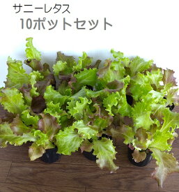サニーレタス（2.5号）10ポットセット 野菜苗 セット販売