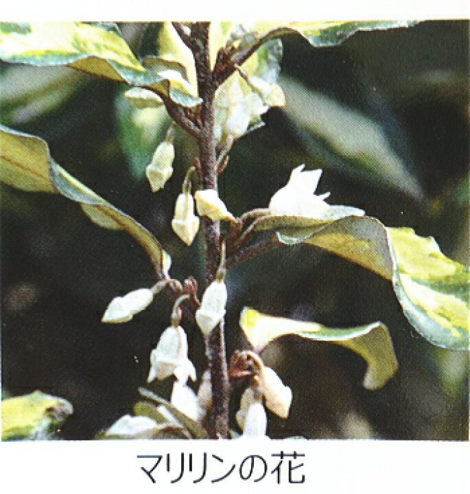 楽天市場】グミ /ナワシログミ マリリン（5号） : 緑の風yamashoku