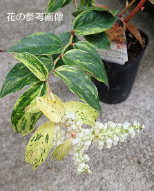 開花中 西洋イワナンテン レインボー（2.5～3号）植木 庭木