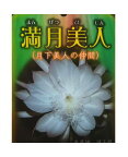 月下美人の仲間 交配種 孔雀サボテン 満月美人 / まんげつびじん（5号） 多肉植物 【花なし・開花見込み株】【人気】