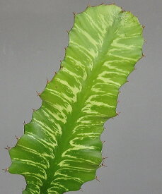ユーフォルビア グランディアラータ（4号）多肉植物