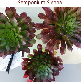 センポニウム シエナ（4号）多肉植物