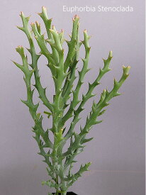 ユーフォルビア ステノクラーダ / トナカイキリン（4号）多肉植物