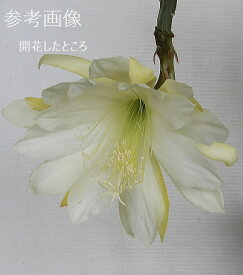 孔雀サボテン/クジャクサボテン　ホワイトマジック（3号）花なし・ポット苗 多肉植物