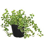 ※フィカス プミラ 斑入り（3号）【人気】観葉植物