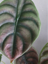 アロカシア クプレア レッドシークレット（3号）観葉植物