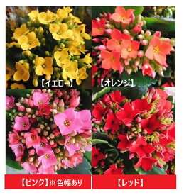 カランコエ 一重咲き （4号）花鉢花色をお選びください【オレンジ】【ピンク】【レッド】【イエロー】