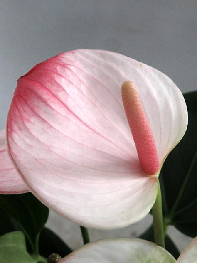 白花の先端にぼんやり赤が入るキュートな品種 アンスリューム ６号 いつでも送料無料 プリンセスマリアエレガンス