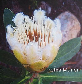 プロティア/プロテア ムンディ / Protea Mundii（4号）植木 花木 花苗 ドライフラワー