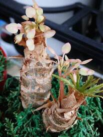 根茎ベゴニア さくらベゴニア/ クラシカウリス（3.5号）観葉植物 花鉢