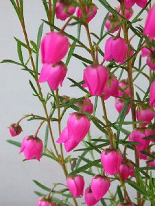 ボロニア ヘテロフィラ ピンク花（3号）/花は付いていません 890⇒