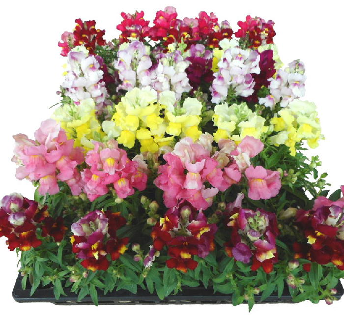 豪華で新しい 花色が鮮やかで花壇植えで非常に見栄え良く仕上がります 最大80%OFFクーポン ※金魚草 キンギョソウ ミックス お得なまとめ買い 特選花苗セット販売 3号 8ポットセット