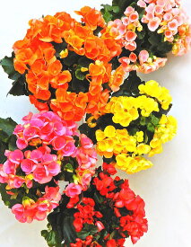 リーガスベゴニア ミックス 5鉢セット（5号）特選花鉢 セット販売 まとめ買い 贈答/同梱不可