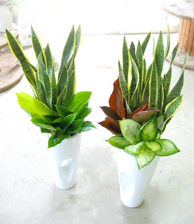 楽天市場 送料無料 観葉植物寄せ植え サンスベリア モダンスタイル 7寸 1m 大型 誕生日 カード付きok 観葉植物中鉢 歓迎 退職 移転祝い 開業祝いに 10p05sep15 花うるる 花でうるおう毎日 楽天市場 送料無料 観葉植物寄せ植え サンスベリア モダンスタイル 7寸 1m 大型 誕生日 カード付きok 観葉植物中鉢 歓迎 退職 移転祝い 開業祝いに 10p05sep15 花うるる 花でうるおう毎日