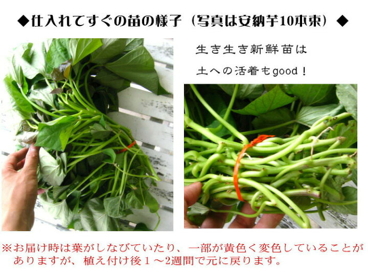 楽天市場】＼今期最終 7/18金入荷分／サツマイモ 苗 販売【中尾農園 