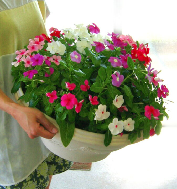 代引き人気 新築祝い 花うるる人気の 数量限定 誕生日 メガ盛り鉢植え ダブル 代引き人気 新築祝い 花うるる人気の 数量限定 誕生日 メガ盛り鉢植え ダブル