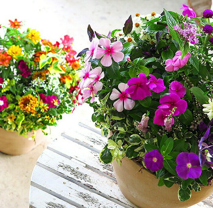 市場 当店おすすめ 観葉植物 ポトス ギフト オフィス アンスリウムのハンギング花 玄関 寄せ植え ハンギング