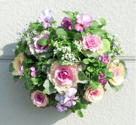 お正月飾り 葉ボタンのハンギングバスケット寄せ植え[桃] Mサイズ│葉牡丹 ビオラ 正月 しめ縄 しめ飾り しめ縄飾り 屋外 おしゃれ 正月飾り 洋風 玄関 ハボタン 商売繁盛 花アレンジメント リース モダン 鉢 冬 バスケット 生花 フラワーギフト パンジー 販売