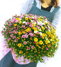 楽天市場 秋 寄せ植えの通販