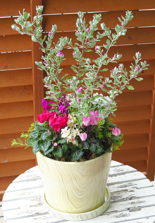楽天市場 ２鉢のみ 試作販売 花うるるアレンジ 冬のプレミア寄せ植え レウコフィルムの木 シクラメンアレンジ 木目鉢 楽天一位の液体肥料６週間分おまけ付 ギャザリング 寄せ植え 秋 フラワー ガーデニング セット 贈り物 鉢 誕生日 ギフト 冬 テラコッタ