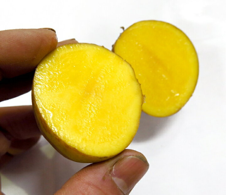 楽天市場 じゃがいも 種芋 種イモ インカのめざめ 種芋500g 北海道産 苗 種 ばれいしょ ジャガイモ 家庭菜園 苗 花うるる 花でうるおう毎日