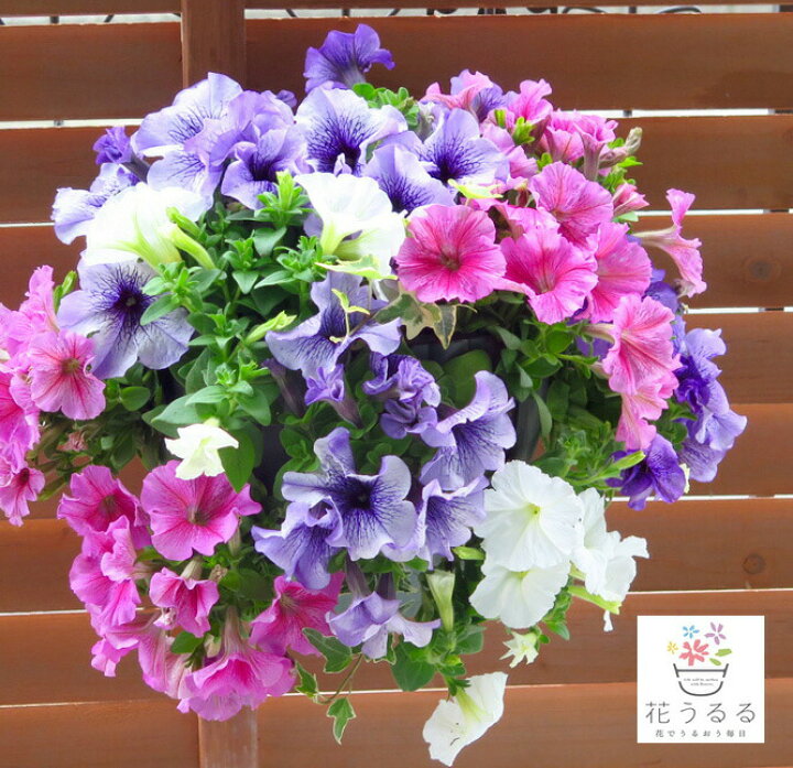 楽天市場 ペチュニアのハンギング寄せ植え パステル シンプル 寄せ植え 苗 セット ギフト 花 寄植え 鉢植え 壁掛け ハンギング 春 夏 通販 花うるる 花でうるおう毎日 楽天市場 ペチュニアのハンギング寄せ植え パステル シンプル 寄せ植え 苗 セット ギフト 花 寄植え 鉢植え 壁掛け ハンギング 春 夏 通販 花うるる 花でうるおう毎日